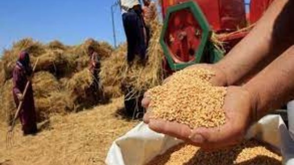مصر تحتل المركز الـ15 عالميا فى إنتاج القمح بإجمالي 10 ملايين طن